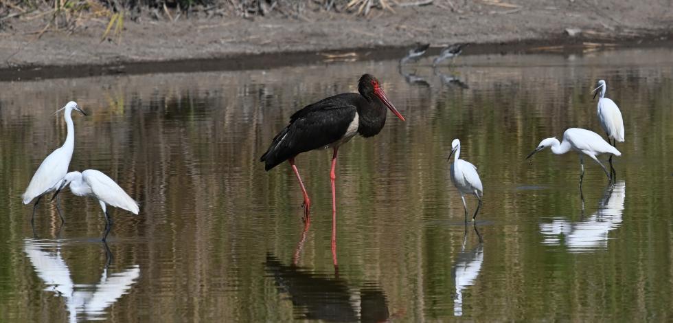 Black Stork, Little Egrets and Greenshanks at Metochi lake_E_Galinou