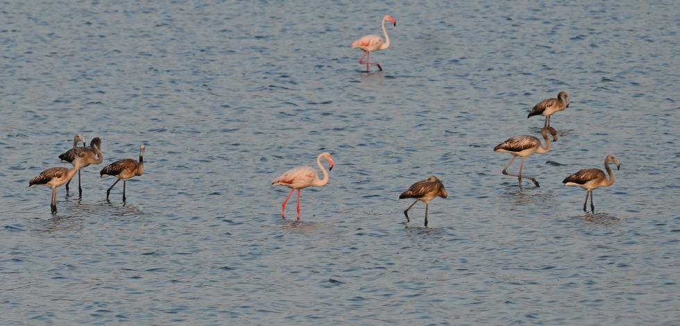 Juvenile Flamingos_Kalloni Pans_E_Galinou