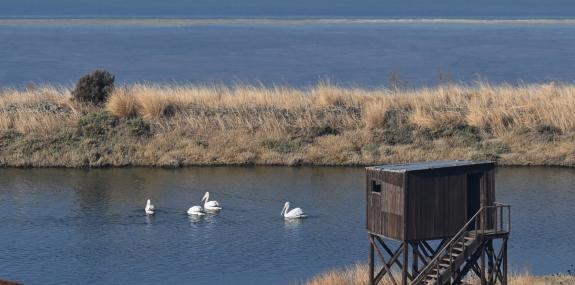 Dalmatian Pelicans by the NE corner of the Kalloni Pans - E. Galinou- Kalloni EIC