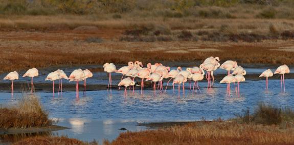 Flamingos, Messa, Nov 20 - Eleni Galinou