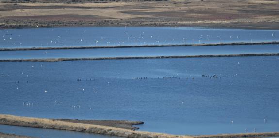 Mediterranean seasonal ponds still dry