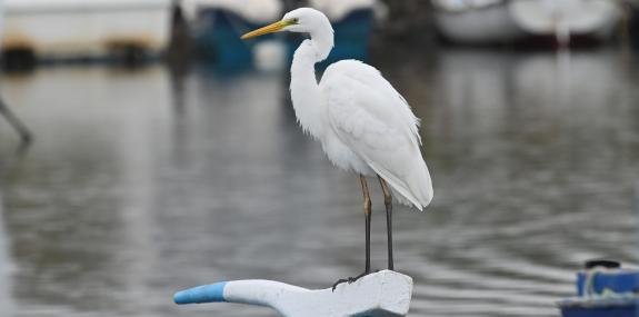 Great White Egret by Nifida port