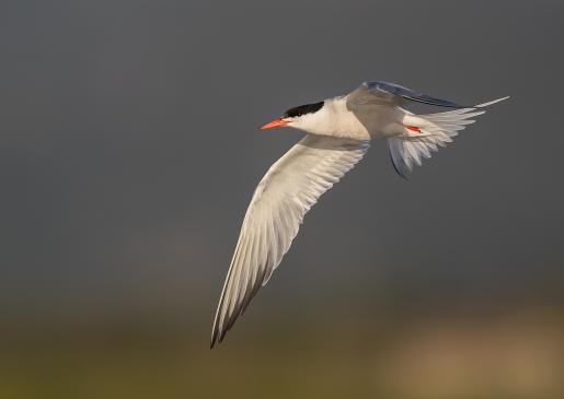 wetlands, birdwatching, Common Tern