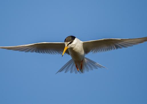 wetlands, birdwatching, Little Tern