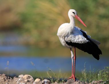 Kalloni wetlands, birdwatching, White Stork