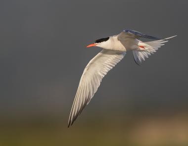 wetlands, birdwatching, Common Tern