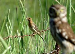 Κοκκινοκελάδα & Κουκουβάγια - Red-throated Pipit & Little Owl - Howard Vaughan TWITTER