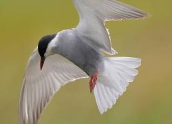 Μουστακογλάρονο - Whiskered Tern - @Capturing Wildlife Insparations_INSTAGRAM