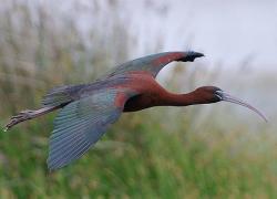 Χαλκόκοτα - Glossy Ibis - @Capturing Wildlife Insparations_INSTAGRAM