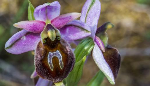© Μιχάλης Μπάκας - Ophrys lesbis