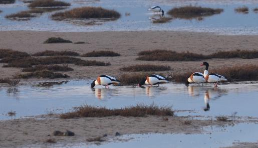 Kalloni Gulf; wetland birds;Common Shelduck;lesvosbirds;lesvosbirding;Kalloni Environmental Information Center