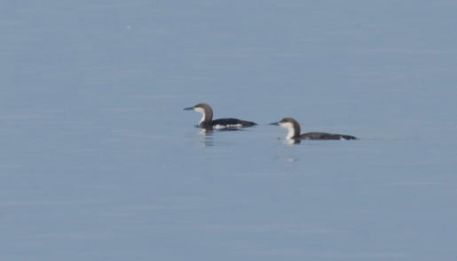 Kalloni Gulf; seabirds;Black-throated Loon;Gavia arctica; lesvosbirds; lesvosbirding;Kalloni Environmental Information Center