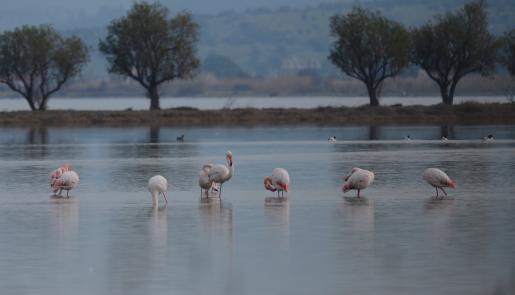 Kalloni Gulf; wetland birds;Flamingos;Common Shelduck;lesvosbirds;lesvosbirding;Kalloni Environmental Information Center
