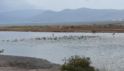 Kalloni wetlands, birdwatching