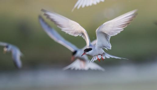 wetlands, birdwatching, Common Terns