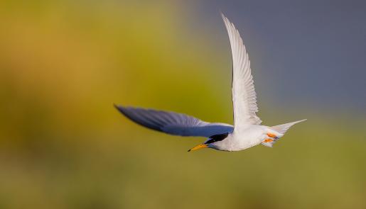 Kalloni wetlands, birdwatching, Little Tern