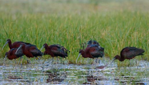 Kalloni wetlands, birdwatching, Glossy Ibis