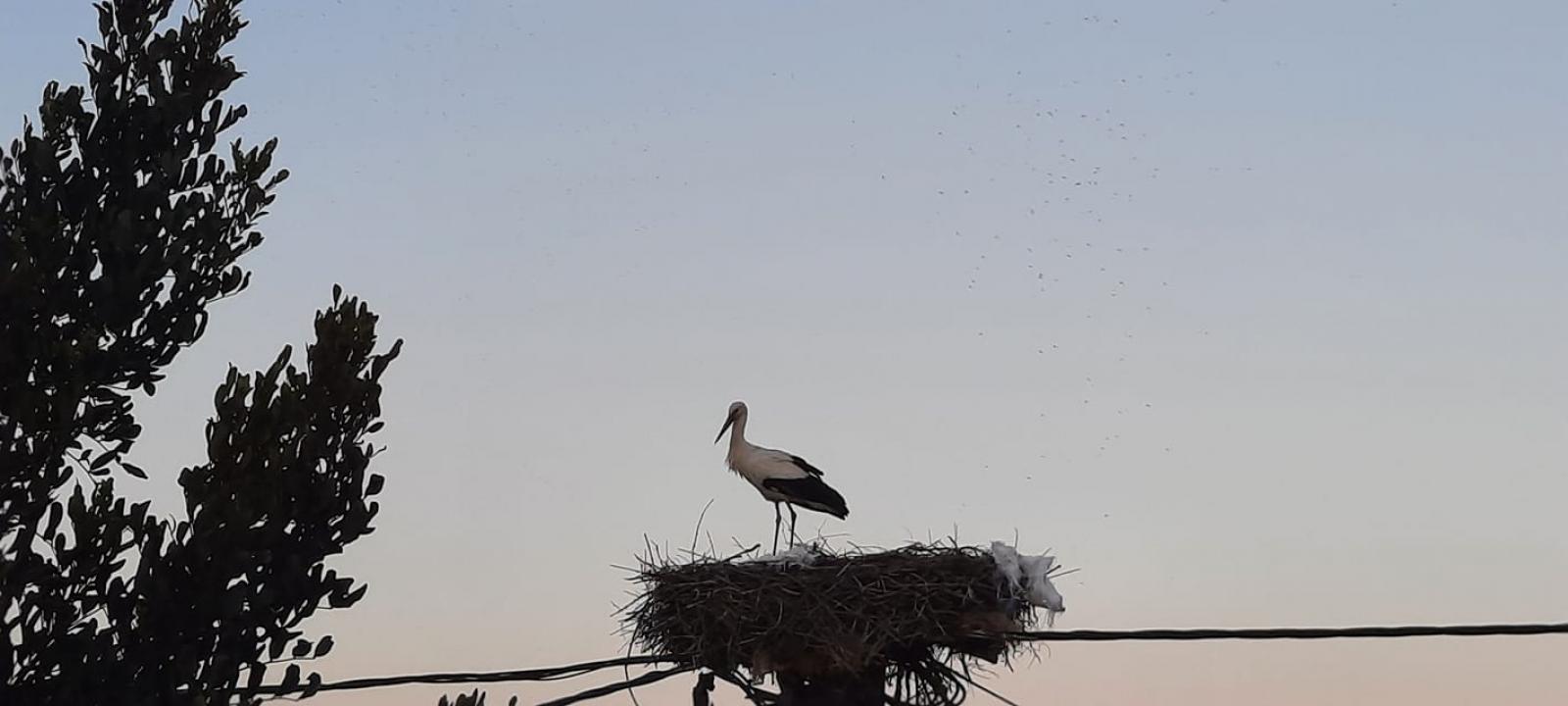 White Stork in the Kalloni square