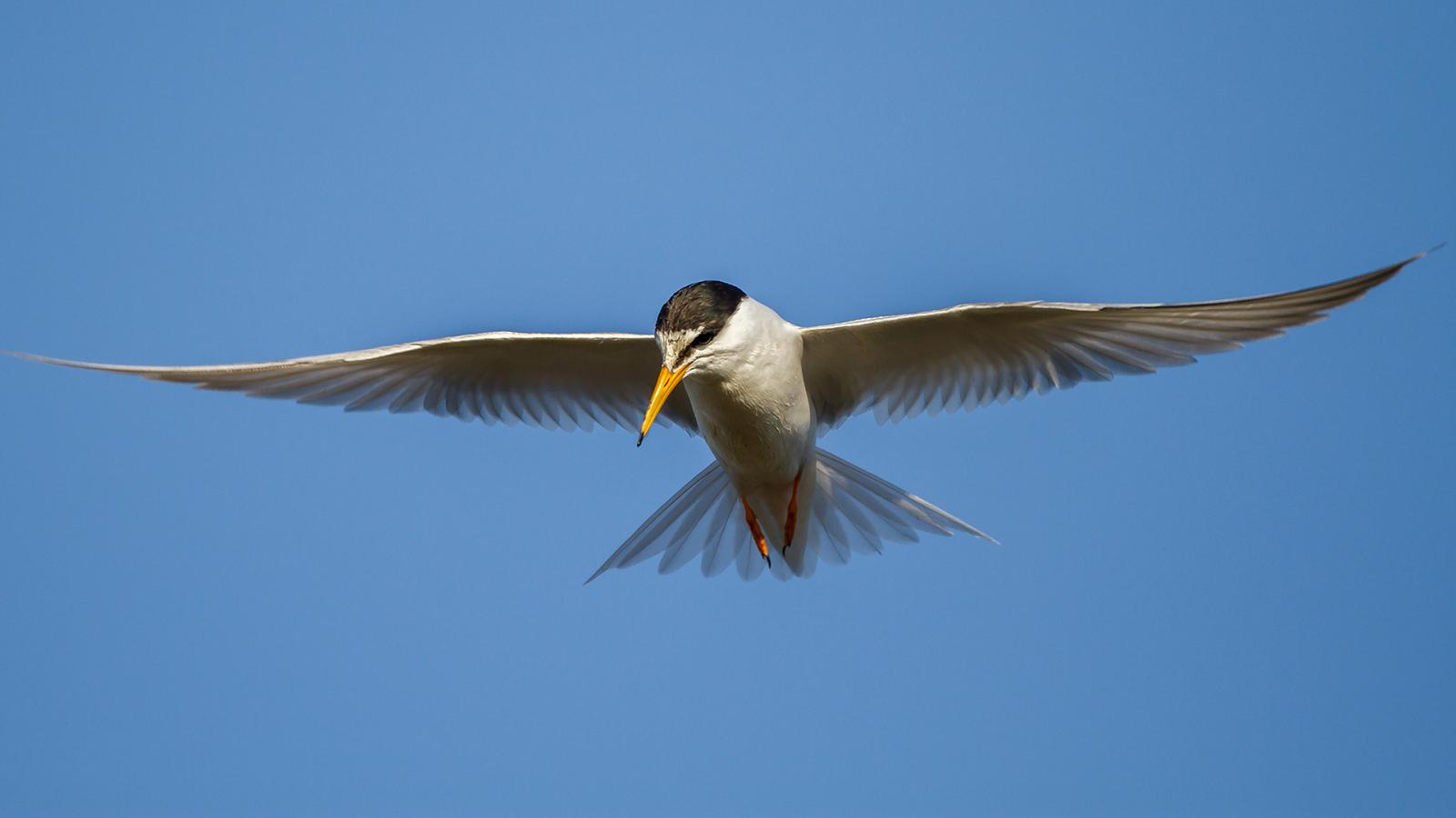wetlands, birdwatching, Little Tern