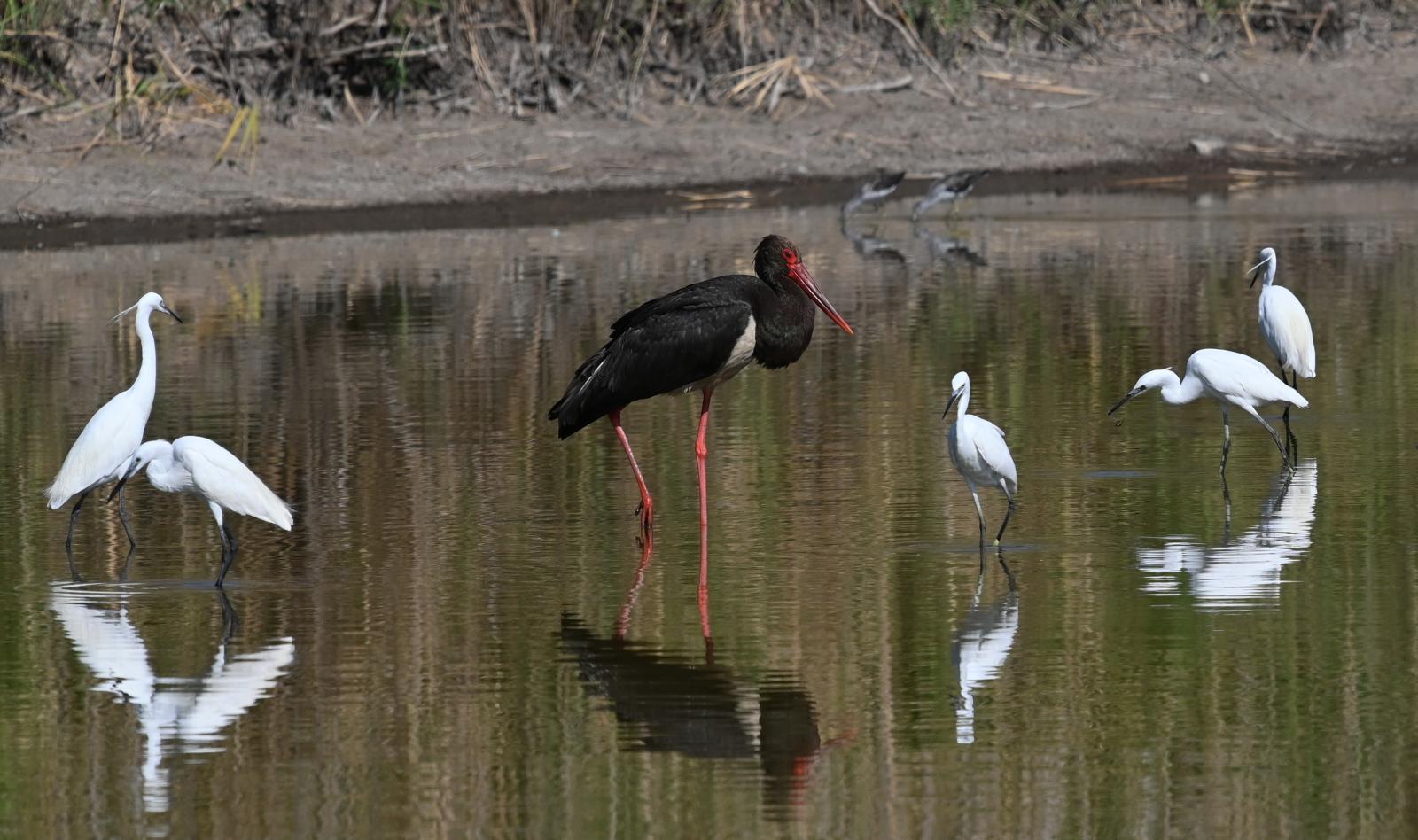 Black Stork, Little Egrets and Greenshanks at Metochi lake_E_Galinou