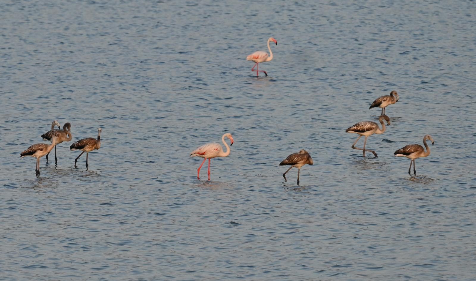 Juvenile Flamingos_Kalloni Pans_E_Galinou