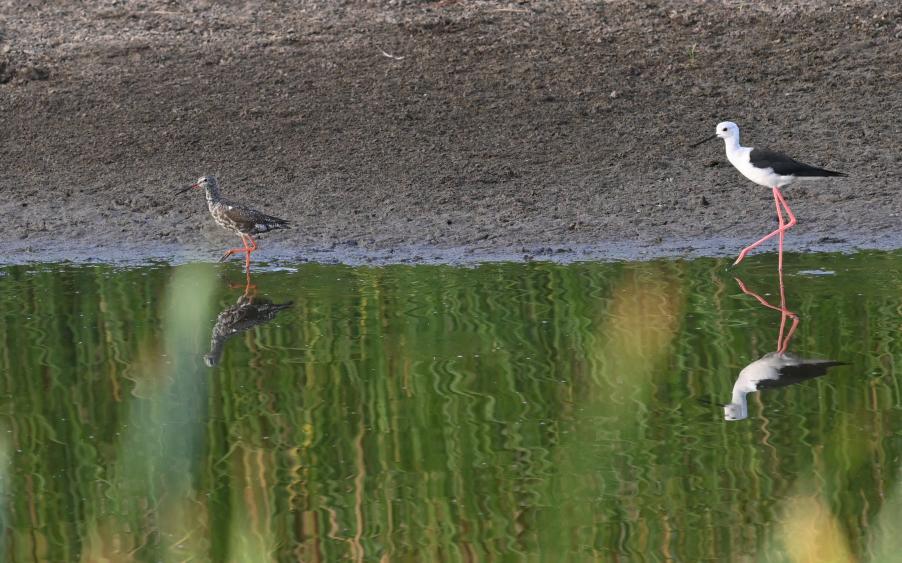 Spotted Redshank and Black-winged Stilt at Mesotopos Pools