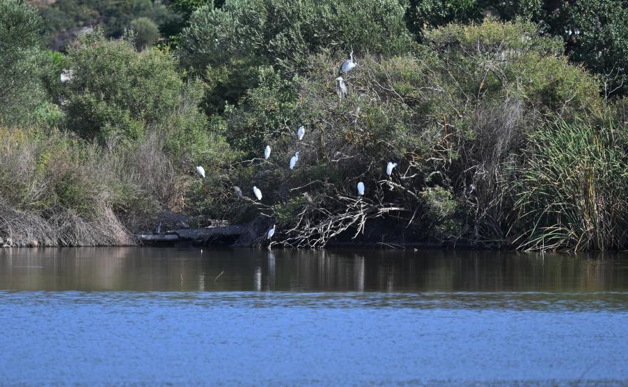 Egrets and Herons in Metochi lake