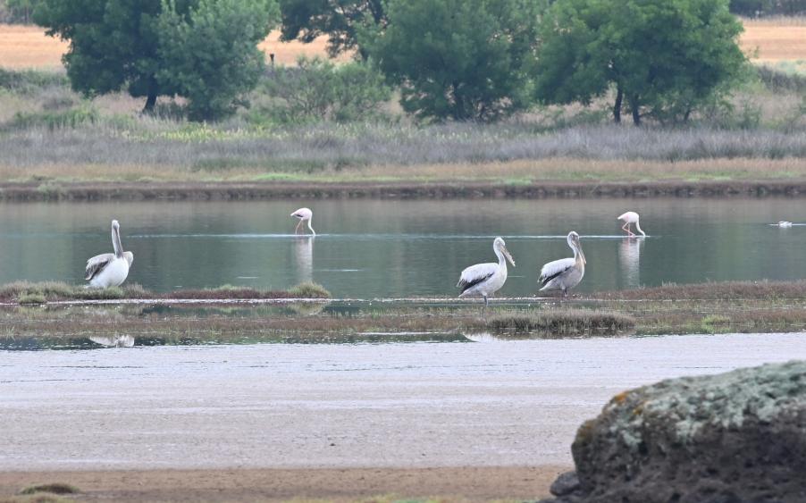 Dalmatian Pelicans by the Messa lagoon - E. Galinou- Kalloni EIC