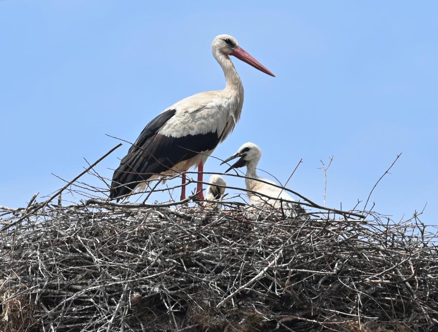 White Stork nest, Polichnitos