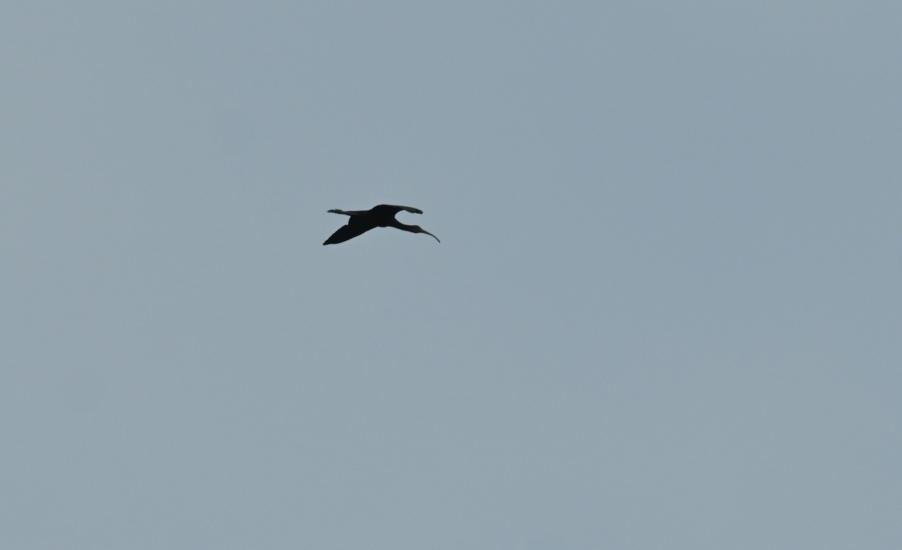 Record shot of the Glossy Ibis