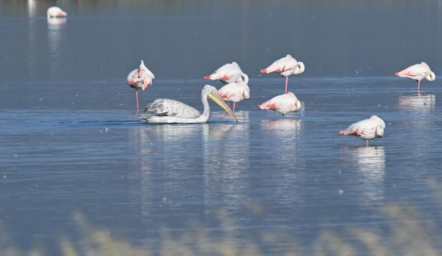 Dalmatian Pelican and Flamingos_E. Galinou