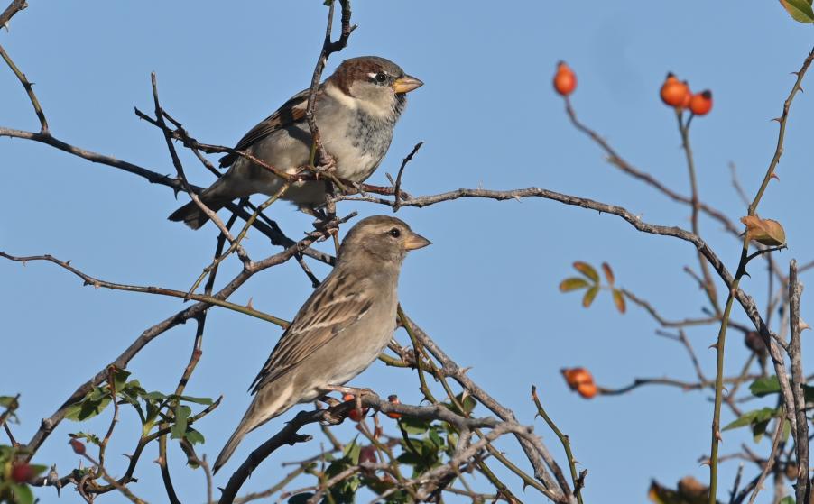 House Sparrows (male and female)