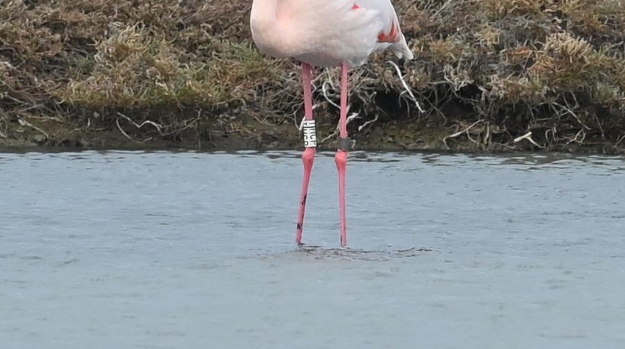 Another Greater Flamingo with a plastic ring