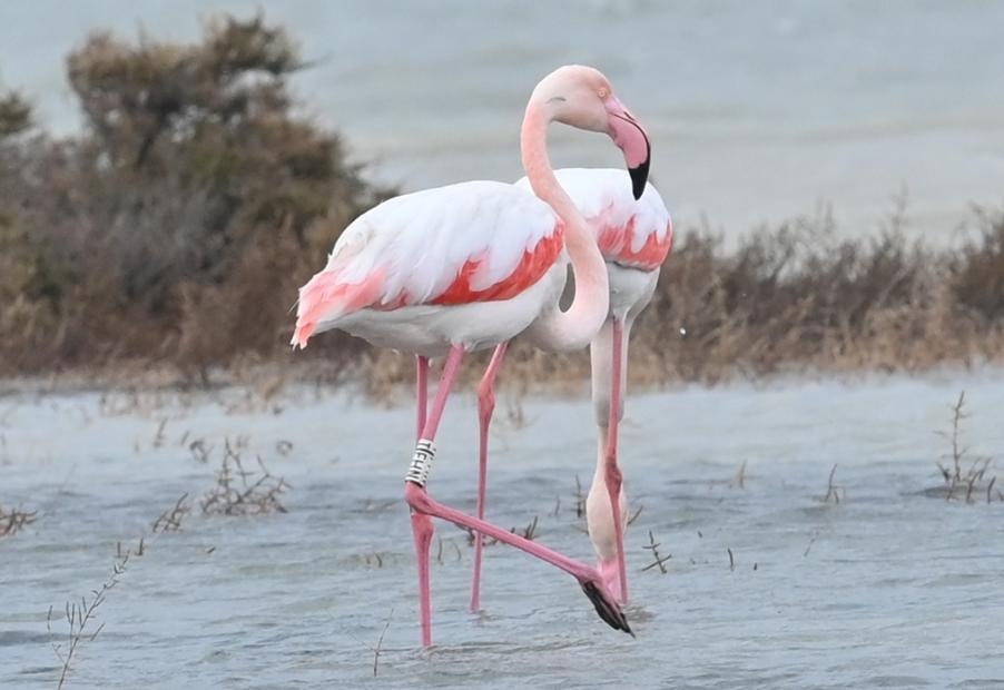 Greater Flamingo with a plastic ring