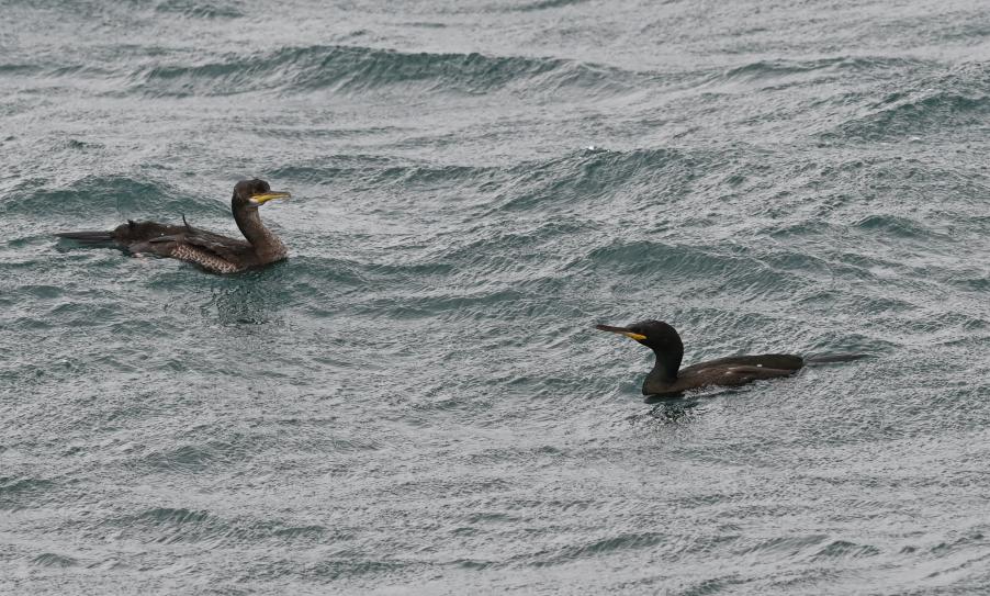 Shags (immature and adult)